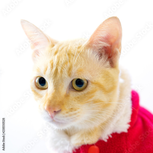Kitten dressed in santa suit on white background