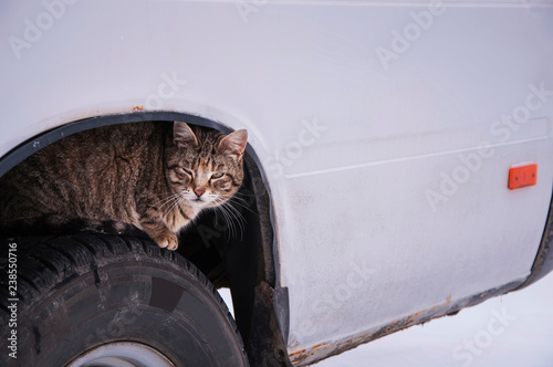 Stray street cat sits on car wheel. Homeless cat hiding looking for warmth in cold weather (life in danger concept)