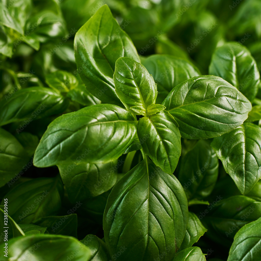 Basil leaves, close-up Basil leaves, close-up