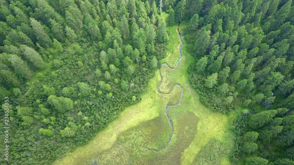 A current is also flowing between the trees in a forest. The nature looks so beautifully green and alive. A current is also flowing between the trees in a forest. The nature looks so beautifully green and alive.