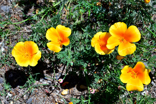 Fototapeta Naklejka Na Ścianę i Meble -  Spain, Canary Islands, Tenerife, botany