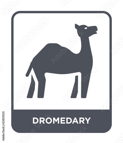 dromedary icon vector