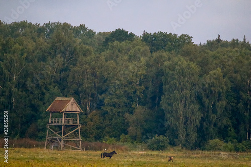 Fototapeta Naklejka Na Ścianę i Meble -  Landscape with horses grazing in meadow.
