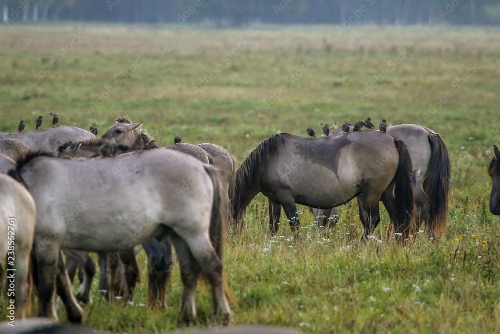 Wild horses grazing in the meadow on foggy summer morning. Wild horses grazing in the meadow on foggy summer morning.