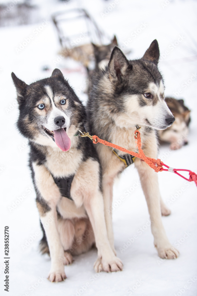 breed husky sled dogs in the winter. Northern husky dogs. riding on dogs, the concept of entertainment