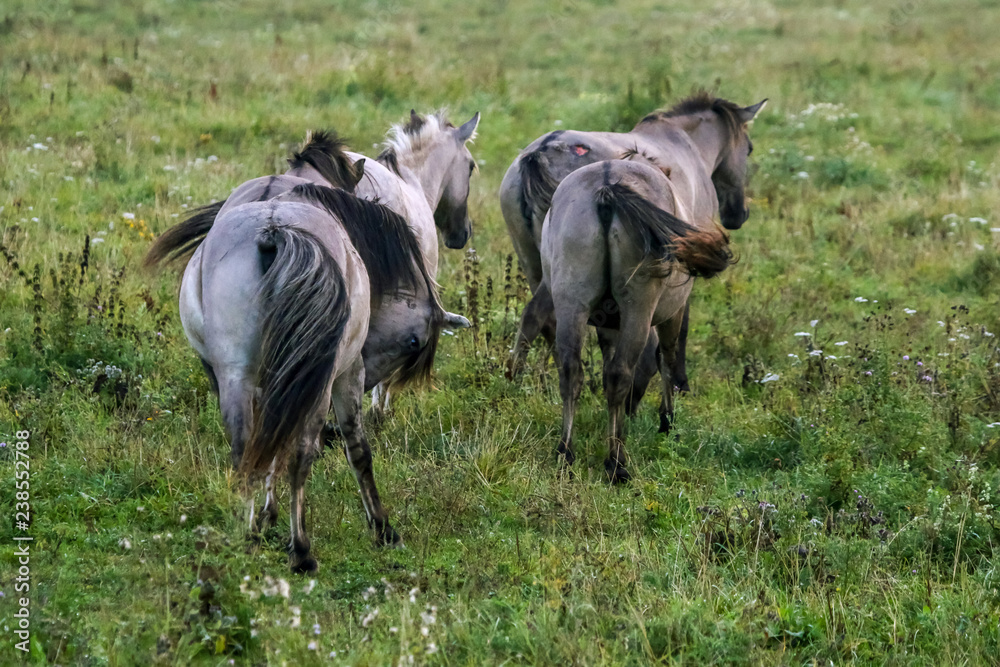 Wild horses grazing in the meadow on foggy summer morning. Wild horses grazing in the meadow on foggy summer morning.