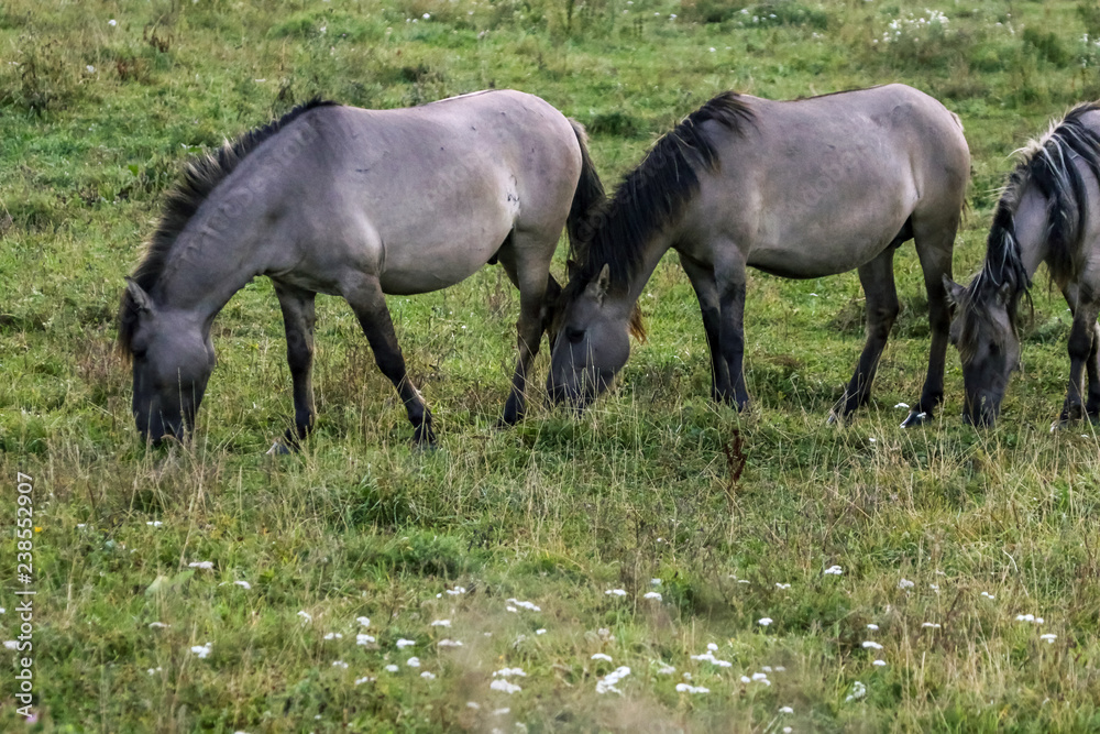 Wild horses grazing in the meadow on foggy summer morning. Wild horses grazing in the meadow on foggy summer morning.