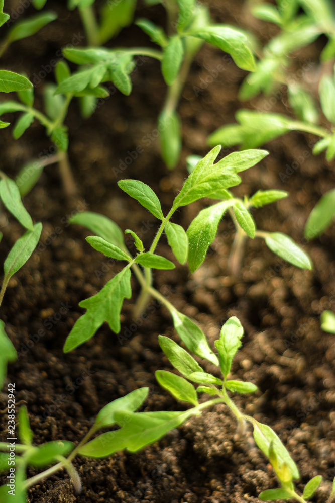 Charming little tomato seedlings on a background of brown soils from black soil Charming little tomato seedlings on a background of brown soils from black soil