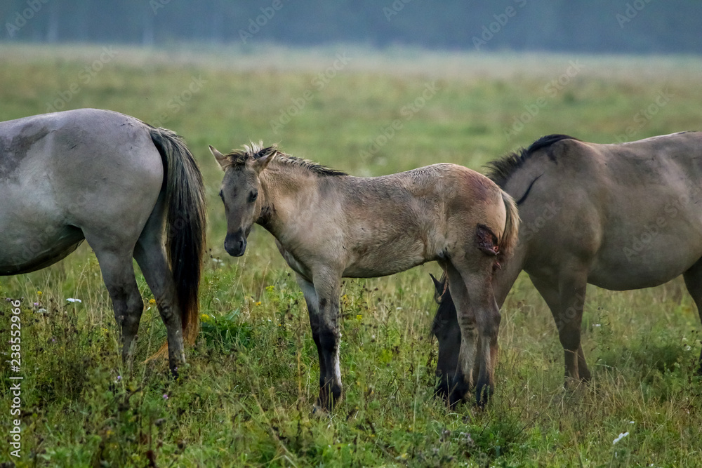 Wild horses grazing in the meadow on foggy summer morning.