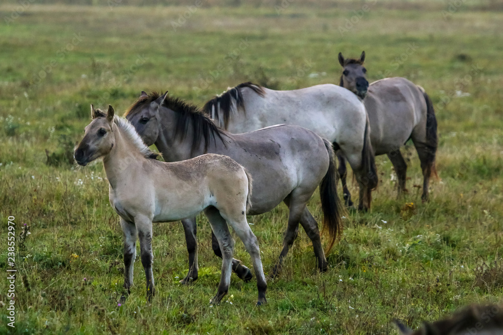 Wild horses grazing in the meadow on foggy summer morning. Wild horses grazing in the meadow on foggy summer morning.