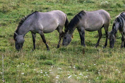 Wild horses grazing in the meadow on foggy summer morning.