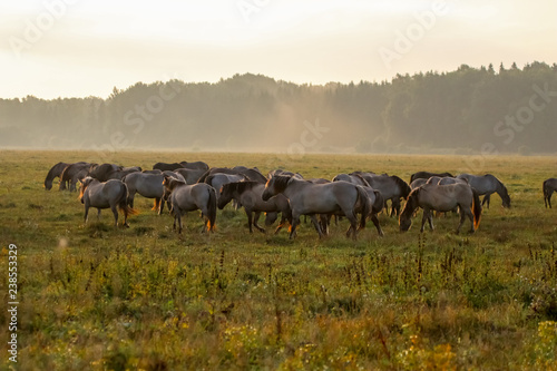 Fototapeta Naklejka Na Ścianę i Meble -  Wild horses grazing in the meadow on foggy summer morning.
