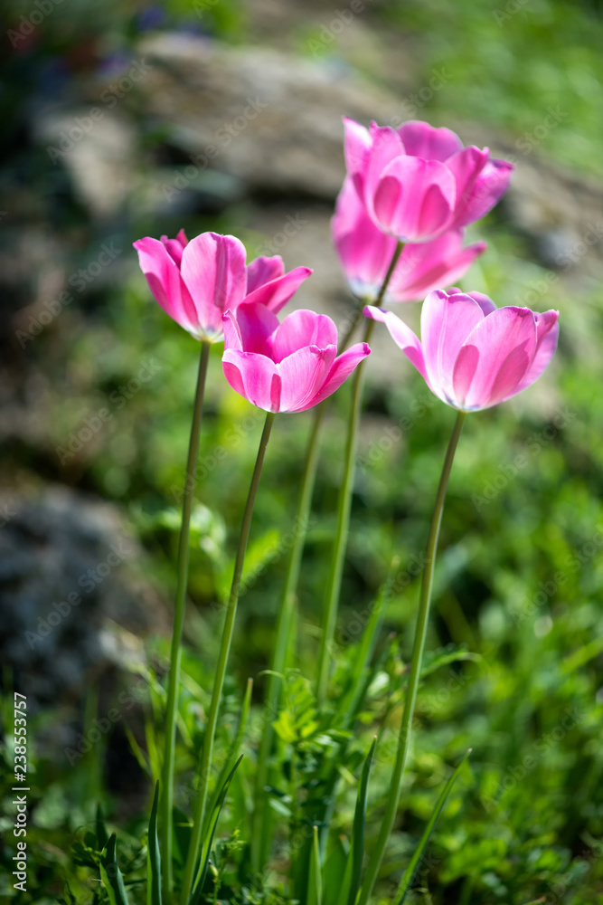 Obraz premium Purple tulips in a spring garden - selective focus, space for text, vertical orientation