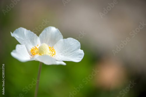 Snowdrop - Anemone Anemone sylvestris - in Spring season. Soft focus
