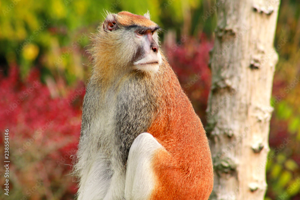 Portrait of a monkey is sitting, resting and posing on branch of tree in garden. Patas monkey is type of primates, tropical exotic wild animals. Monkey look at something in natural environment at zoo.