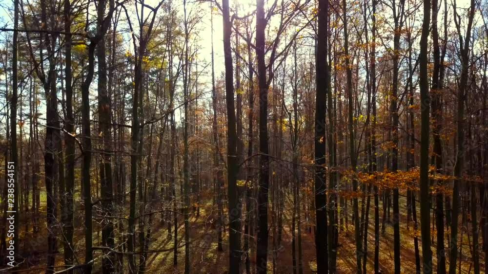 Steadicam shot thru red and yellow autumn forest. Stabilized video in forrest during a Fall season. Steadicam shot thru red and yellow autumn forest. Stabilized video in forrest during a Fall season.