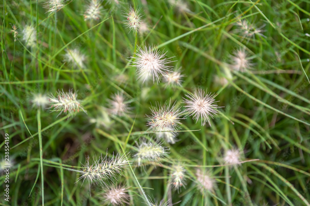 Flowers grass for background in selective focus with vintage filter. - Image Flowers grass for background in selective focus with vintage filter. - Image