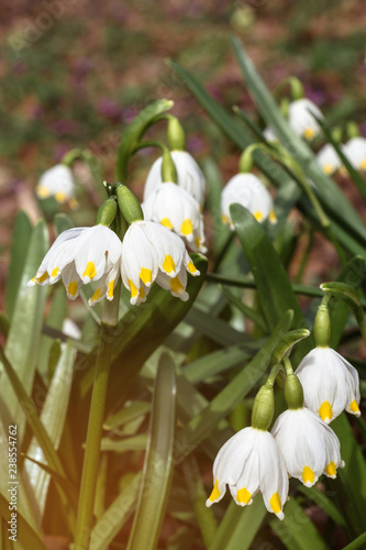 Wonderful spring white flowers are snowdrops with rays of the sun photo