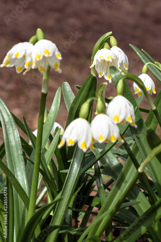 Wonderful spring white flowers are snowdrops with rays of the sun © niko_cingaryuk