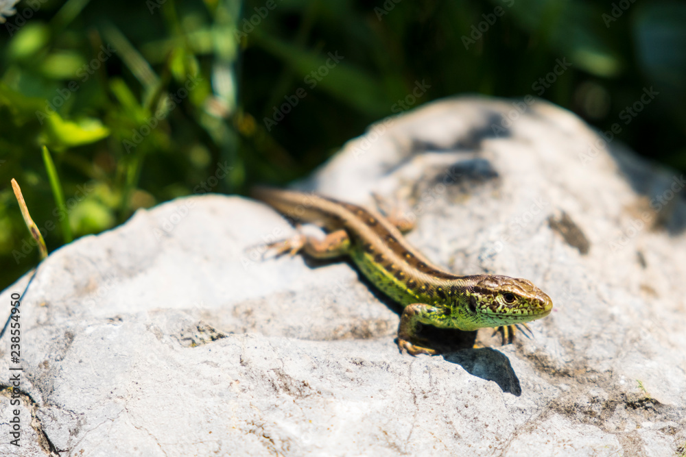 Lizard on stone Lizard on stone