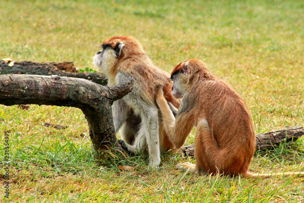 Couple of monkey is grooming. Male monkey checking for fleas and ticks in female. Monkey family fur on pair of show grooming on grass in natural environment at zoo. Patas monkey is type of primates.