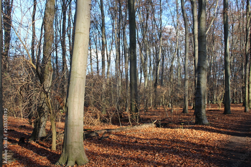 Fototapeta premium Wald forest Bäume tree trunk