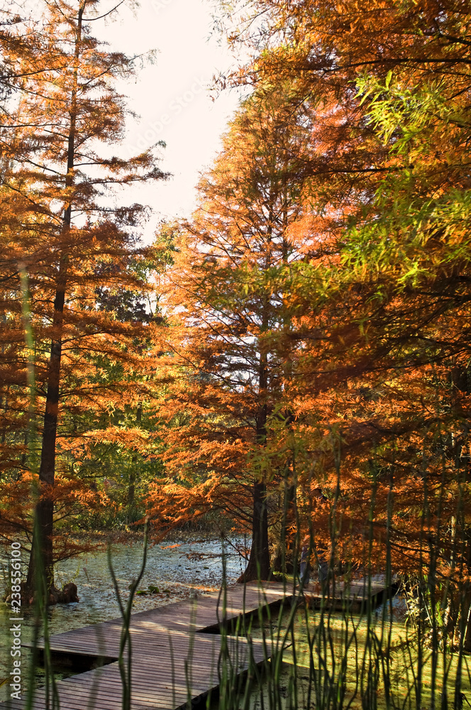 Obraz premium Herbstwald