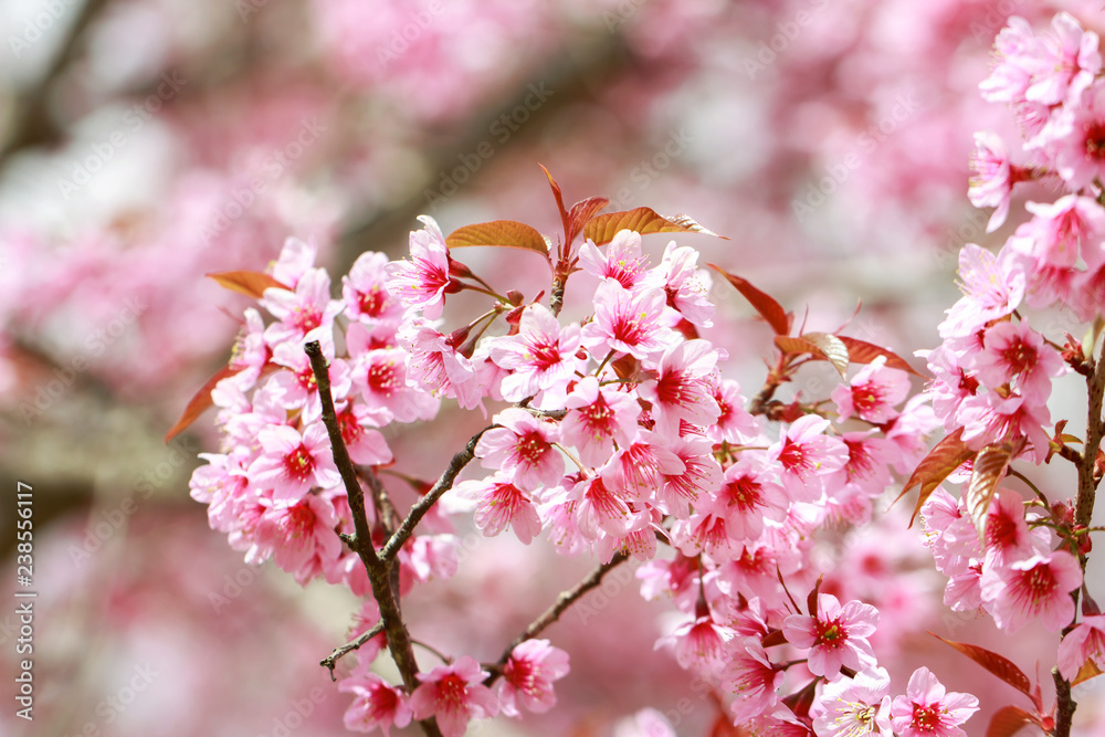 Wild Himalayan Cherry Blossoms in spring season (Prunus cerasoides), Sakura in Thailand, selective focus, Phu Lom Lo, Loei, Thailand. Wild Himalayan Cherry Blossoms in spring season (Prunus cerasoides), Sakura in Thailand, selective focus, Phu Lom Lo, Loei, Thailand.
