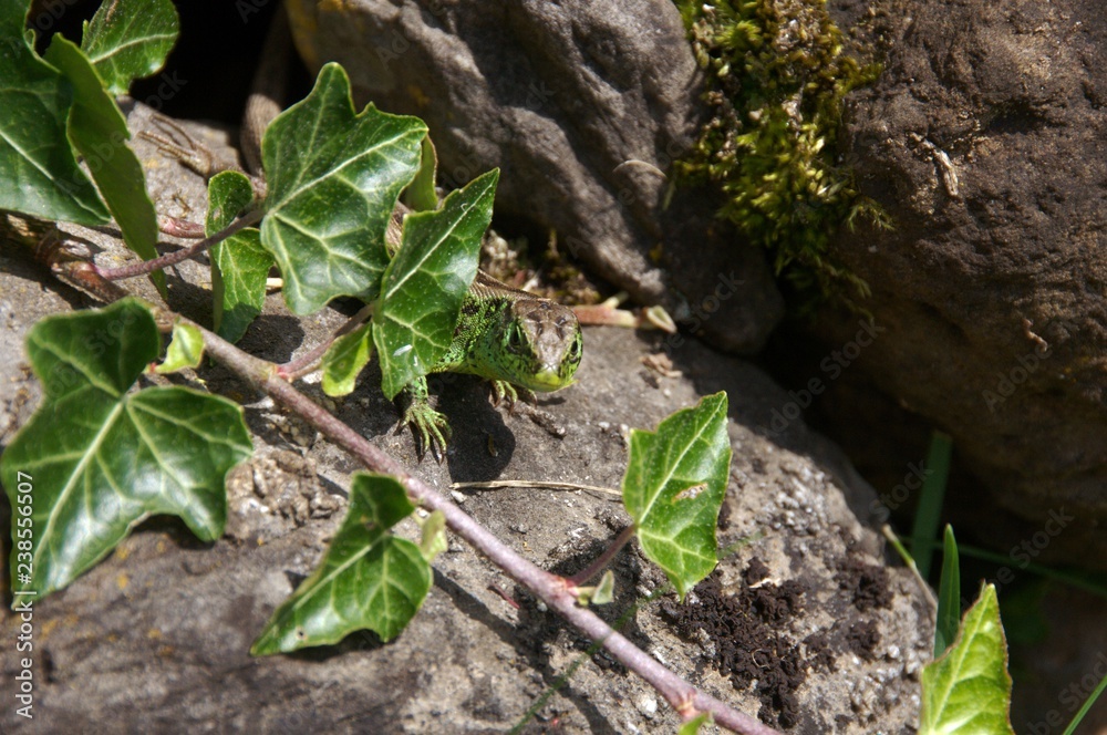 Fototapeta premium Lacerta agilis; male sand lizard basking on rock wall, Swiss Alps