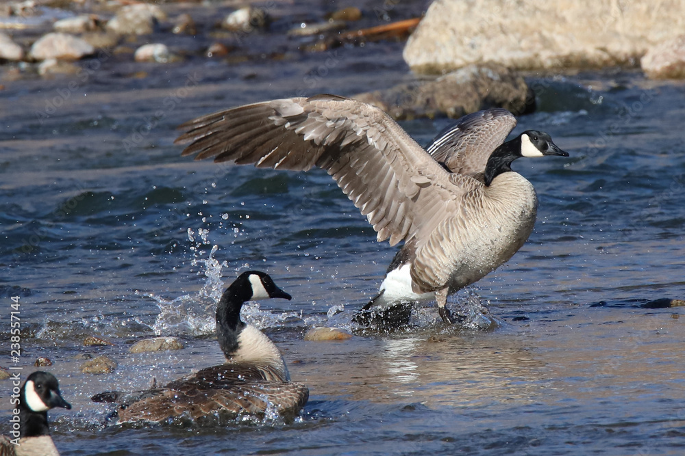 Fototapeta premium canada goose canadensis