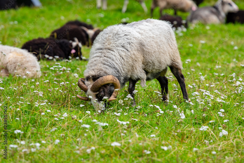 Fototapeta premium Male sheep grazing grass