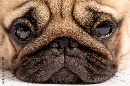 Fototapeta Naklejka Na Ścianę i Meble -  Close up friendly dog pug face looking in camera,Healthy purebred dog feeling so happiness and enjoy
