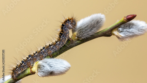 Fototapeta Naklejka Na Ścianę i Meble -  Oak Eggar (Lasiocampa quercus) 2