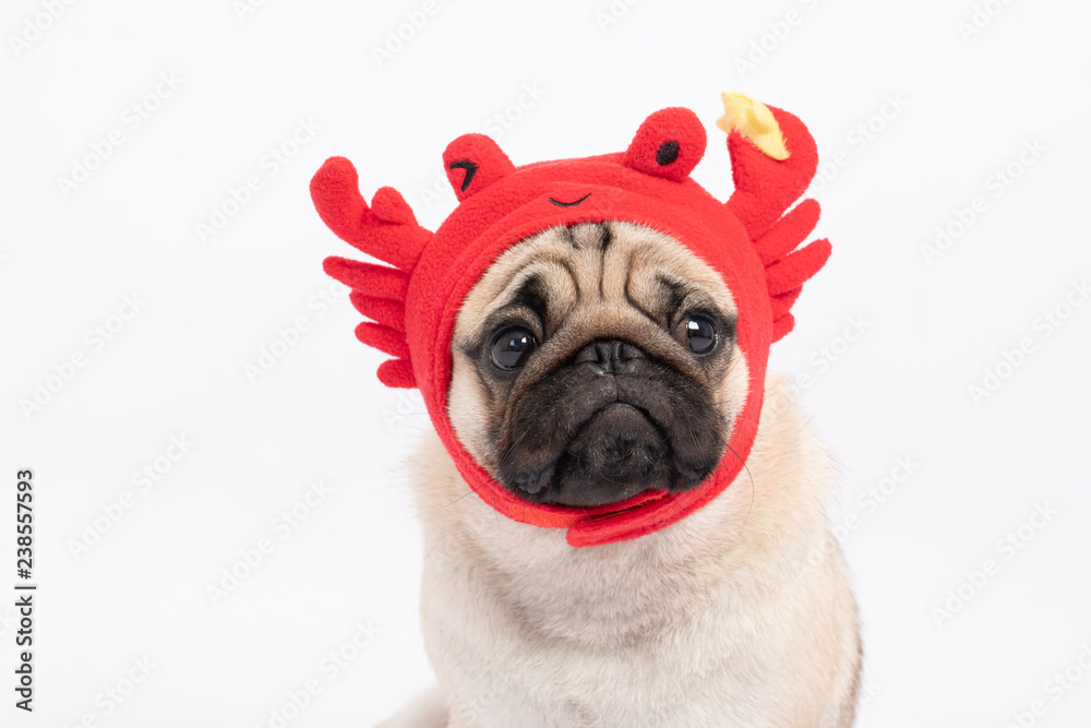 Cute dog pug breed wearing crab hat costume feeling so fun and happiness,Isolated on white background