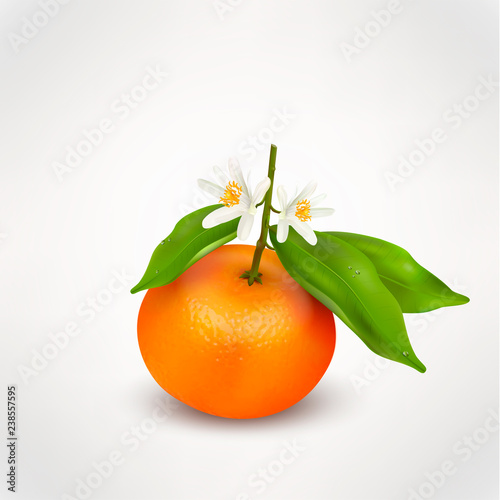 Single citrus fruit mandarin or tangerine on branch with green leaves and white blossoming flowers isolated on a white background. Realistic Vector Illustration