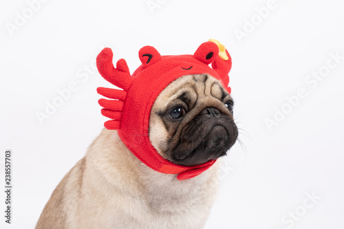 Cute dog pug breed wearing crab hat costume feeling so fun and happiness,Isolated on white background © 220 Selfmade studio