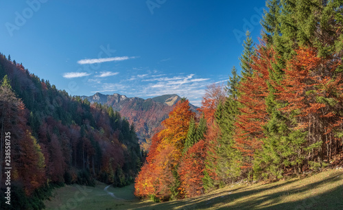 Germany, Upper Bavaria, Aschau, forest in autumn photo