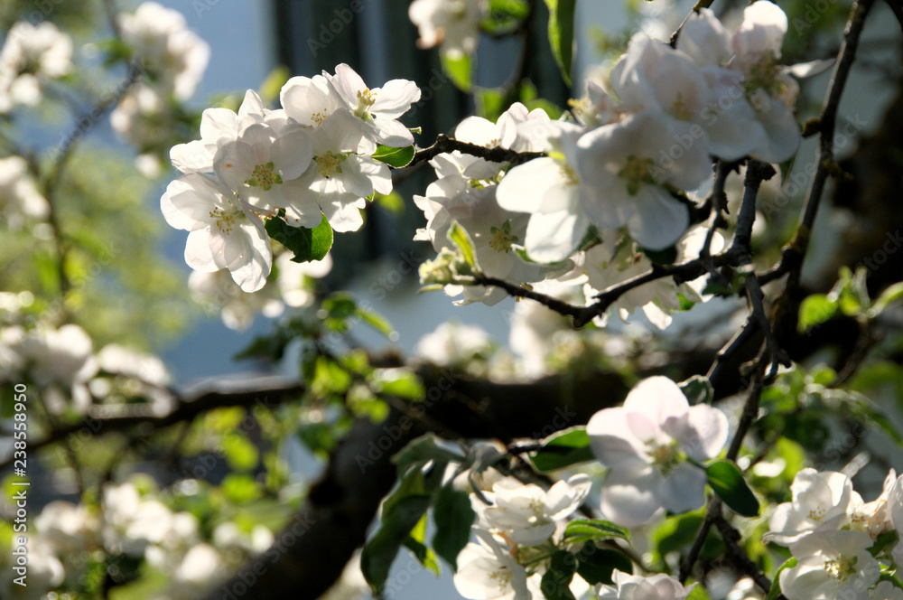 Apple blossom in Swiss village of Berschis Apple blossom in Swiss village of Berschis