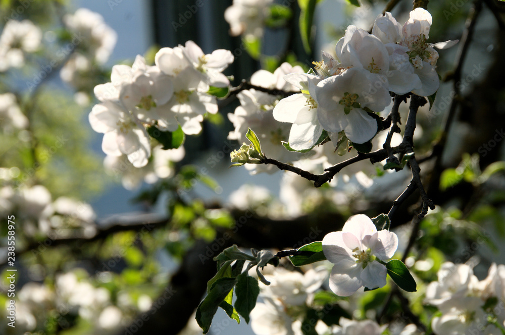 Apple blossom in Swiss village of Berschis Apple blossom in Swiss village of Berschis