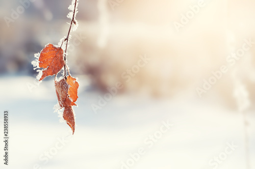 Beautiful winter background. Hoarfrost on the leaves in winter forest. 