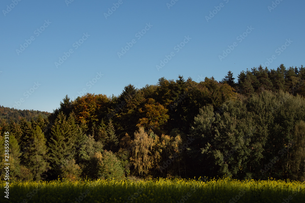 Obraz premium Bayerischer Wald