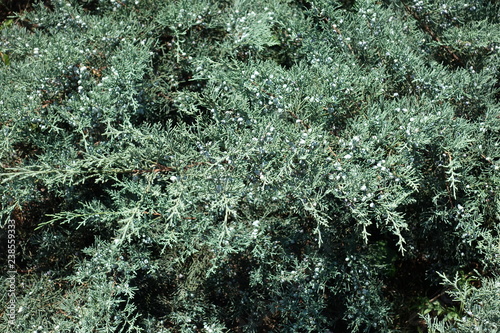 Branches of Juniperus media with blue green foliage and berries photo