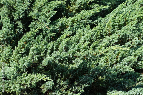 Glaucous green foliage of Juniperus squamata in July