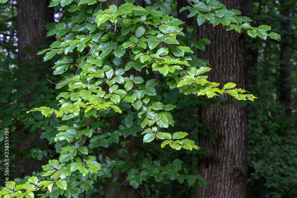 The green leaves of a tree in the forest