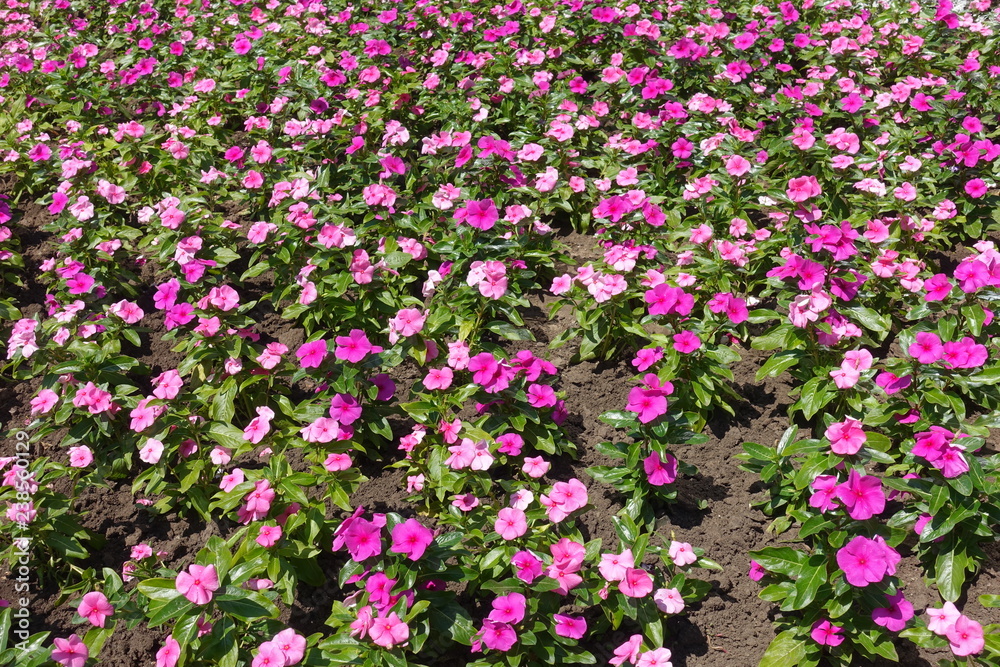 Many pink flowers of Catharanthus roseus in the flowerbed Many pink flowers of Catharanthus roseus in the flowerbed