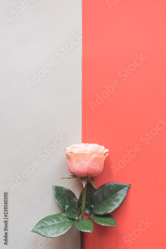 Rose flower on a double background.