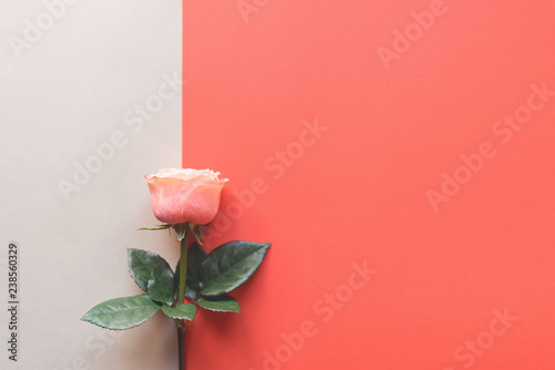 Rose flower on a double background.