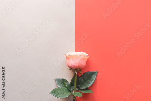 Rose flower on a double background.