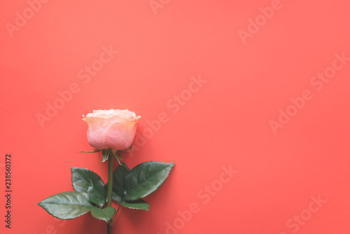 Rose flower on a plain background.