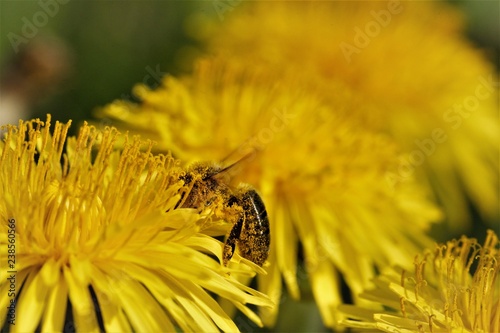 Abeille photo